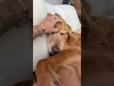 coming home to my golden retriever🥵goldenretreivers dog pup… サムネイル