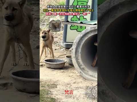 狗狗第一天當保安把董事長攔住了 狗狗 意外 有趣 搞笑 萌寵 dog amazing funny laugh pets… サムネイル