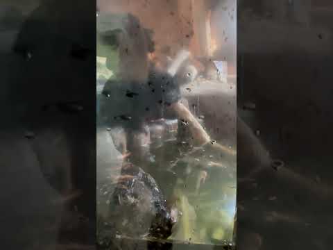 shorts 泳ぎに行ったのはゴマちゃん⁈ アメリカビーバーファミリー　那須どうぶつ王国にて　2026年1月11日 サムネイル