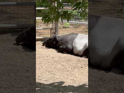 shorts マレーバクのカナエちゃんとユメタくん　千葉市動物公園にて　2026年4月19日 サムネイル