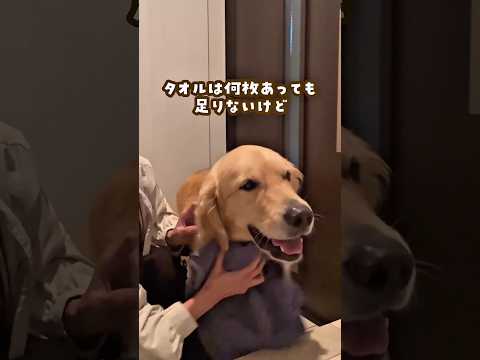 大型犬のいる家に最適な乾燥機 ゴールデンレトリバー 大型犬のいる生活 goldenretreiver サムネイル