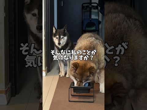 黒柴が熱い視線をむけるその先には… サムネイル