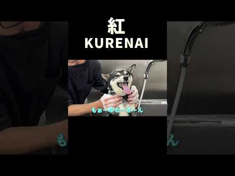 紅 KURENAI サムネイル