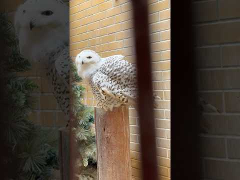 shorts フローズンさん羽づくろい中〜　シロフクロウ　浜松市動物園にて　2026年4月5日 サムネイル