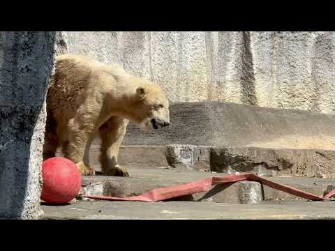 ソコは日向過ぎて皆んな心配してるヨ〜🥹 10:46 頃のバフィンさん　   ホッキョクグマ　浜松市動物園にて　2026… サムネイル
