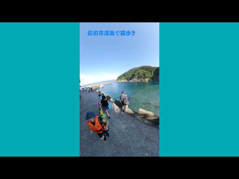 佐伯市深島で猫歩き Walking around Fukashima, the cat island 猫歩き 深島 サムネイル