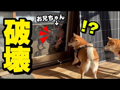 居ない筈の兄が居たら窓をブチ壊しダイブしようとする柴犬 サムネイル