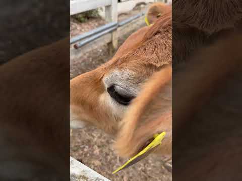 shorts モンちゃん　ジャージ牛　埼玉県こども動物自然公園にて　2026年3月6日 サムネイル