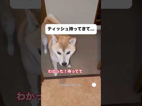 緊急事態発生‼️トイレで困ったお父さんを助けてくれる柴犬　　柴犬　犬　犬のいる暮らし いぬ　犬のいる生活
