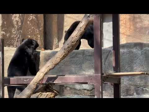 ツキノワグマの航くん華ちゃんきょうだい　浜松市動物園にて　2026年3月15日 サムネイル
