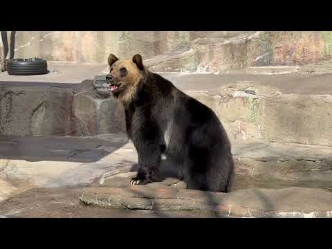 元気いっぱい！お浜ちゃんとお松ちゃん😊  エゾヒグマ　浜松市動物園にて　2026年3月15日 サムネイル
