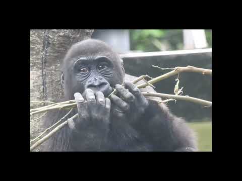 little gorilla Ringo 3 old. shorts. R咬樹枝 サムネイル