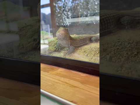 shorts ニシオニプレートトカゲ　ごかつら池どうぶつパークにて　2026年1月24日 サムネイル