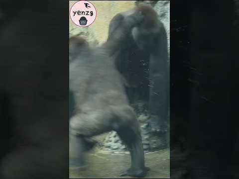 naughty Jabali so cute 🤣 gorilla gorillatag taipeizoo 金剛猩猩… サムネイル