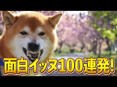 【え？w桜嫌いだった？！www】ツッコミどころ満載なおもしろ犬動画100連発！ サムネイル