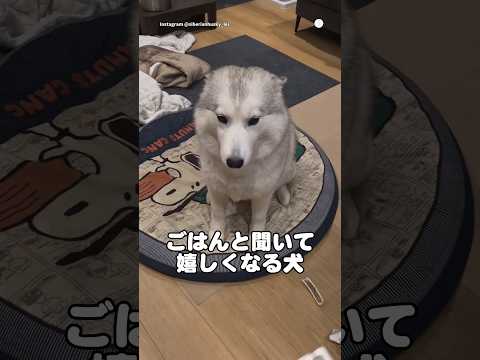 『ごはん』と聞いて飛び跳ねて喜ぶハスキー シベリアンハスキー 大型犬 犬 いぬ 可愛い犬