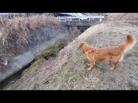 服が似合って見慣れて来たビスは体重31.3kgで見た目より重いゴールデンレトリバーの女の子 サムネイル