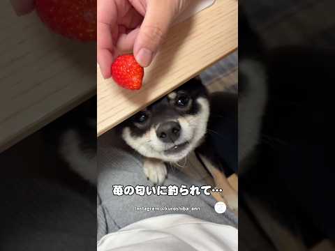 苺の匂いに釣られた結果…黒柴の反応が可愛い　　黒柴　豆柴　犬　かわいい犬 かわいい