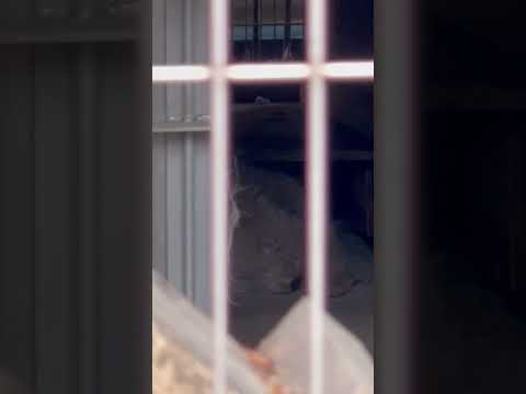 shorts ハニーさま(のお腹)見えた〜！！　マヌルネコ　東山動植物園にて　2026年3月13日 サムネイル