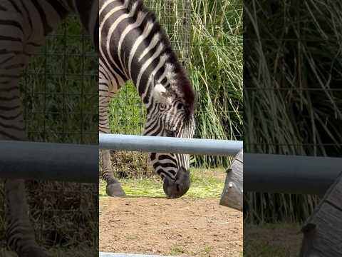 shorts サバンナシマウマのルビーさんとパールさん　千葉市動物公園にて　2026年4月19日 サムネイル