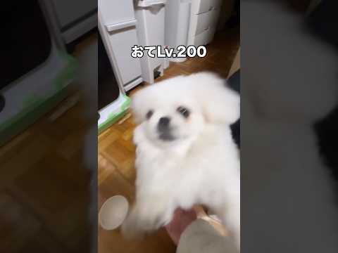 おての勢いがすごすぎてもはや体当たりしてきてるペキニーズ ペキニーズ ペキ 犬好き shorts サムネイル