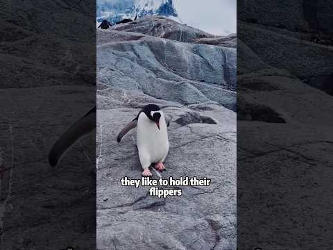 Gentoo Penguin: The Friendliest Penguin 🐧💙animals cute scie… サムネイル