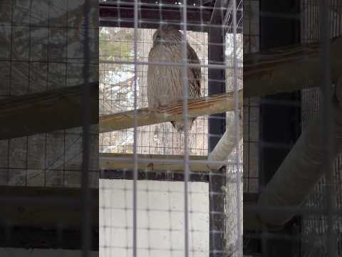 #shorts シマフクロウのポッケくん　円山動物園　2025年12月18日 サムネイル