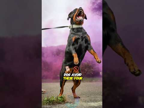 Before You Choose a Dog, Avoid These 4 Breeds dog shorts pe… サムネイル