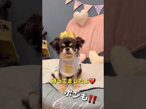 チビお誕生日おめでとう🐶🎂✨柴犬 チワワ shorts サムネイル