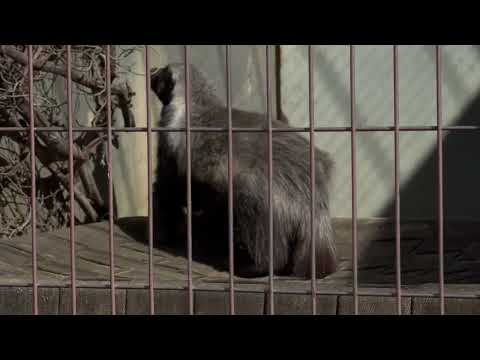 お元気で良かった☺️ ラーテルのザビーさん　東山動植物園にて　2026年3月14日 サムネイル