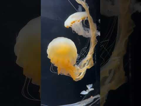 shorts インドネシアシーネットル　秋田県男鹿水族館GAOにて2026年4月30日