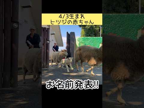 お名前が決まりました！ 東武動物公園 動物 癒し animals かわいい 可愛い ヒツジ 赤ちゃん サムネイル