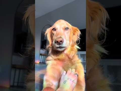 Golden retriver hug me india dog goldenretreiver dogbreed f… サムネイル