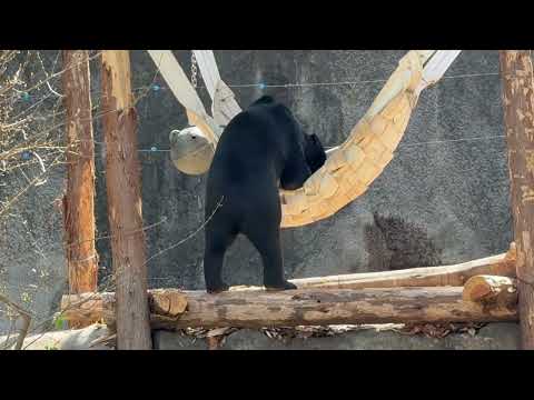 マーチンくん 麻袋をポイ！🤭　マレーグマ　のんほいパークにて　2026年4月3日 サムネイル