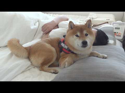 パパの異変を察した柴犬は、大好きな散歩を拒否しました。 サムネイル