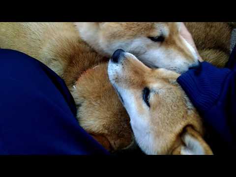 2026年4月12日(日) お仕事から帰ると盛大にお出迎えされます サムネイル