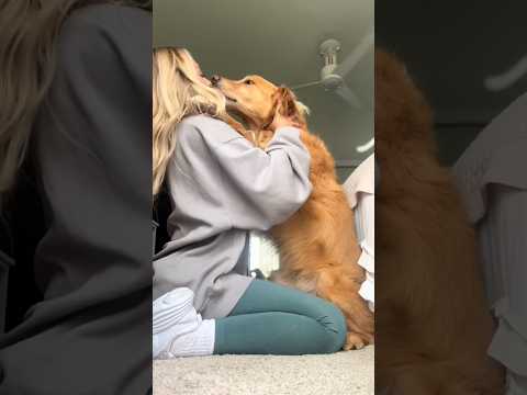 coming home to my golden retriever🥵 goldenretreiver dog ind…