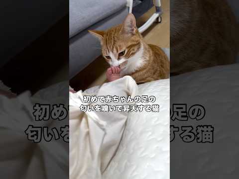 初めて嗅いだ赤ちゃんの匂いに夢中になりひたすら嗅ぎまくる猫 茶トラ 保護猫 赤ちゃんと猫 shorts サムネイル