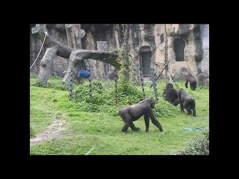 Gorilla D'jeeco family.Jabali 5y5m old.shorts.T打滾+J跳T+T拍I+D… サムネイル