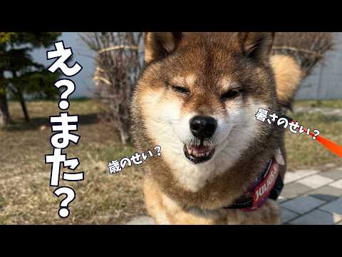 【悲報】冬が終わって急に休憩が多くなってきた12歳シニア犬の１日 サムネイル