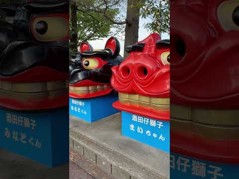shorts 酒田仔獅子まいちゃんと みなとくん　酒田祭り宵祭りにて　2026年5月19日