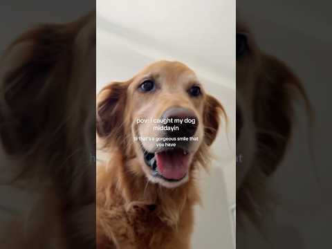 coming home to my golden retriever🥵goldenretreivers dog pup… サムネイル