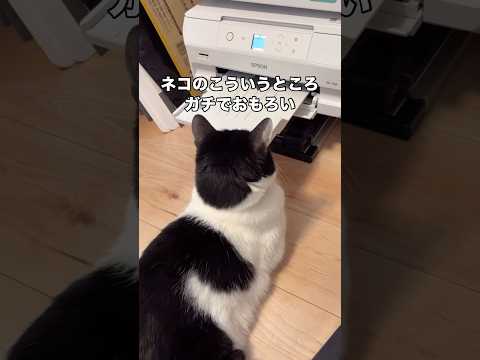 ネコも9歳になると小さなことには動じない、泰然自若の境地に至るのやもしれない はちわれ ハチワレ プリンター shor… サムネイル