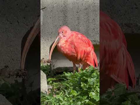 shorts ショウジョウトキ　浜松市動物園にて　2026年3月15日 サムネイル