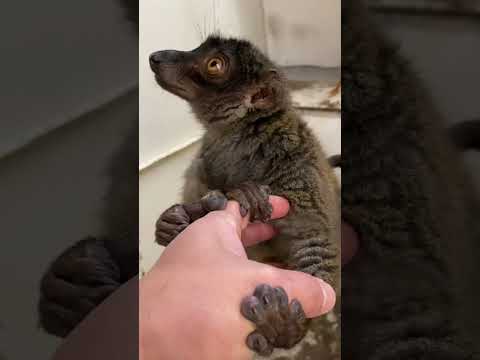 飼育員の手を離してくれないキツネザル♪shorts 動物 動物園 サムネイル
