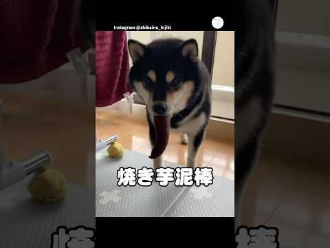 焼き芋を盗んだのに、食べ方がわからない豆柴　　　　豆柴　柴犬　黒豆柴　犬　かわいい犬 サムネイル