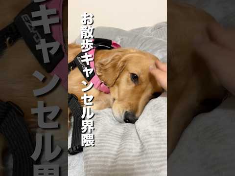 拗ねて大好き散歩に誘っても動こうとしない犬...【ゴールデンレトリバー・ボーダーコリー】shorts サムネイル