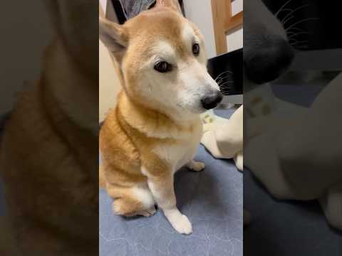 柴犬福 おばあさんvs柴犬🤣Grandma vs Shiba🤣#shorts #funny #funnydog #do… サムネイル