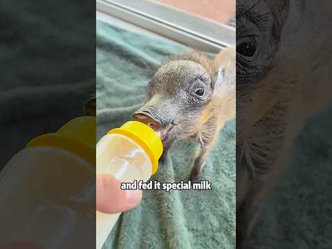 Baby wild pig found in the woods 🐗🌳animals cute rescue shor… サムネイル