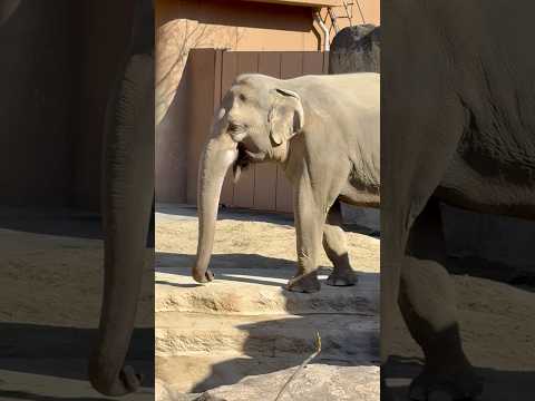 shorts コサラ父さん　アジアゾウ　東山動植物園にて　2026年3月14日 サムネイル